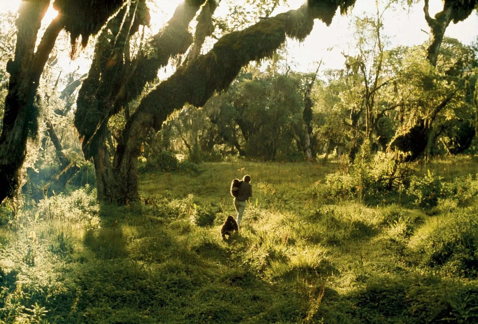 Mis saab gorilladest, kelle päästis Dian Fossey