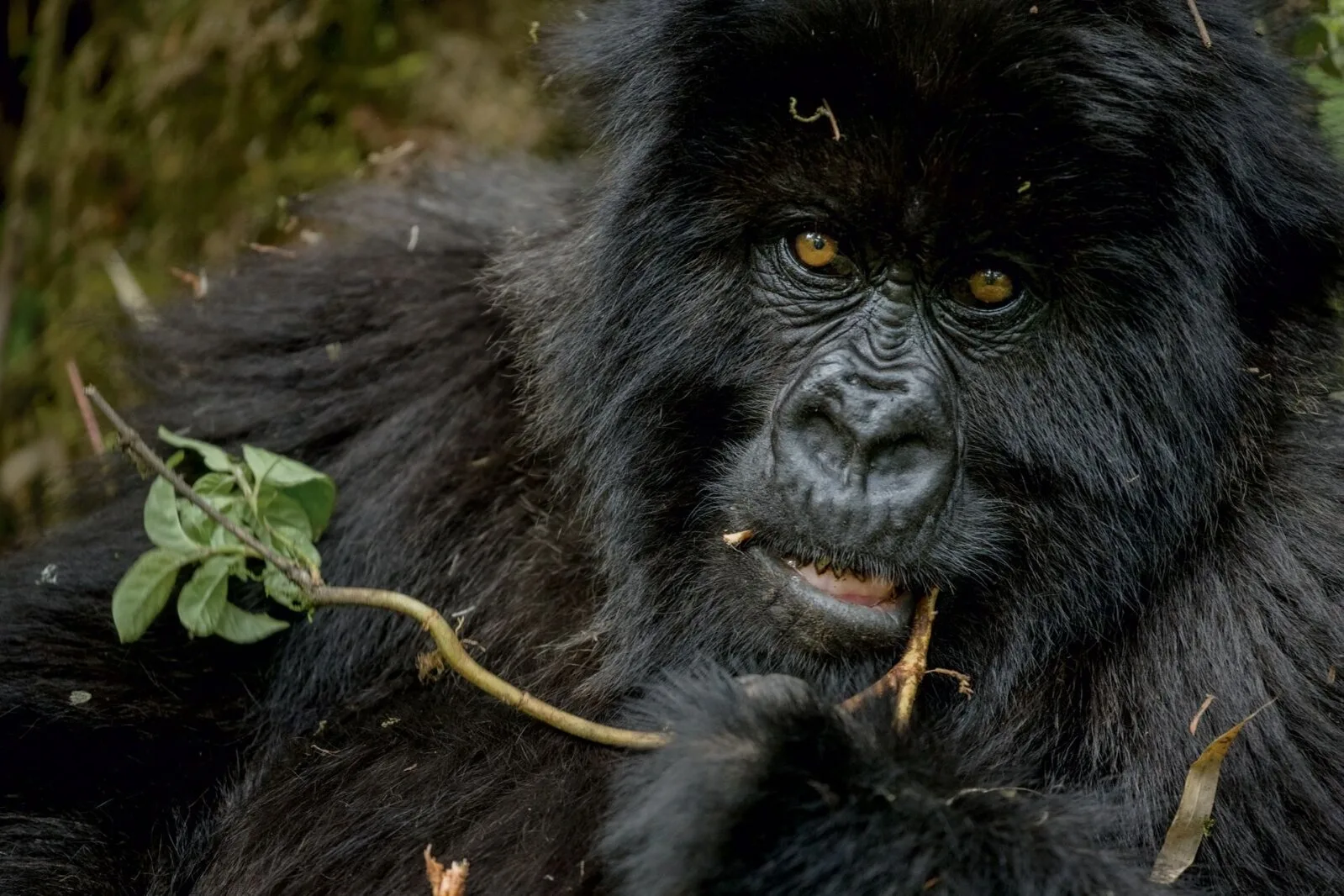 Mis saab gorilladest, kelle päästis Dian Fossey