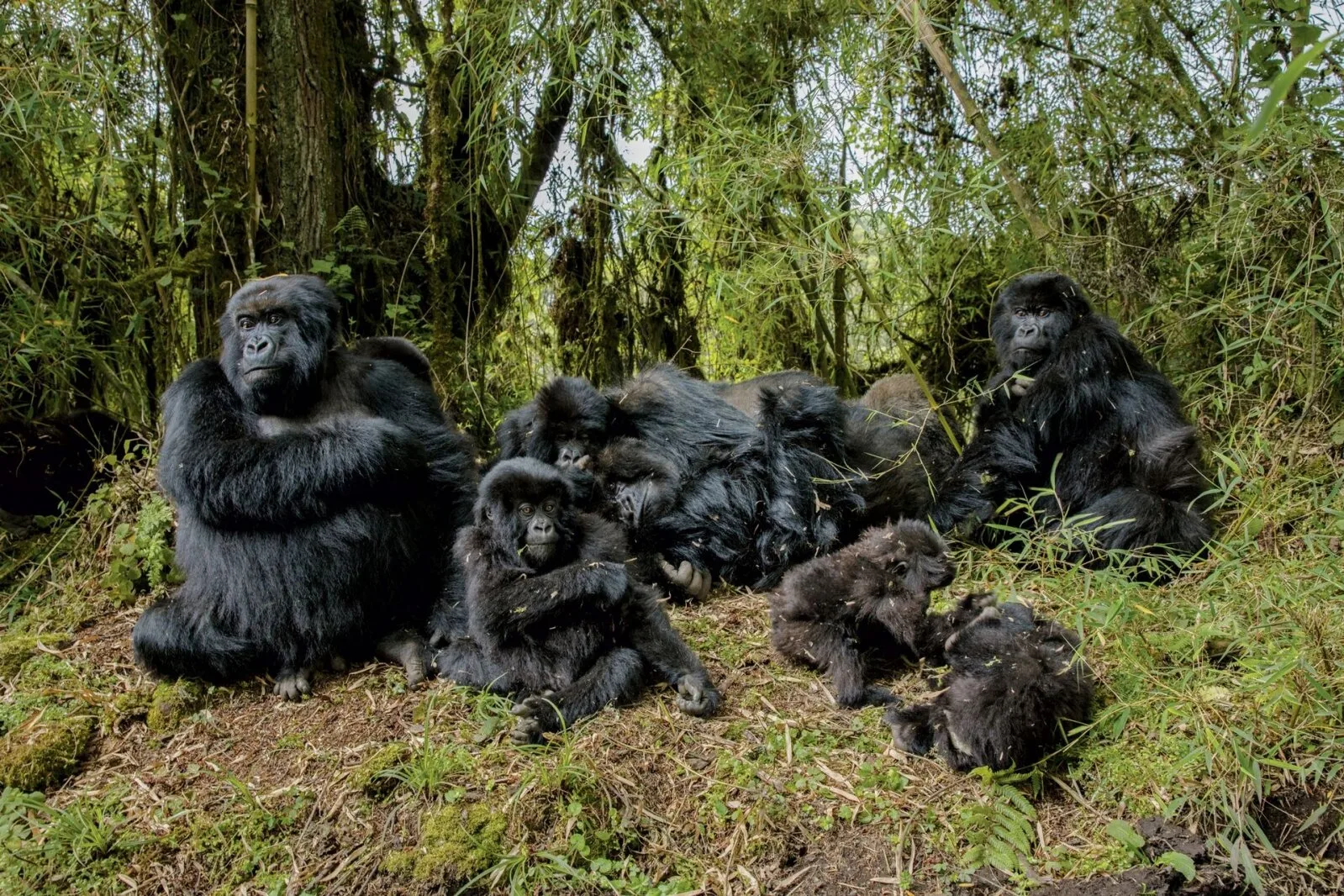 Mis saab gorilladest, kelle päästis Dian Fossey