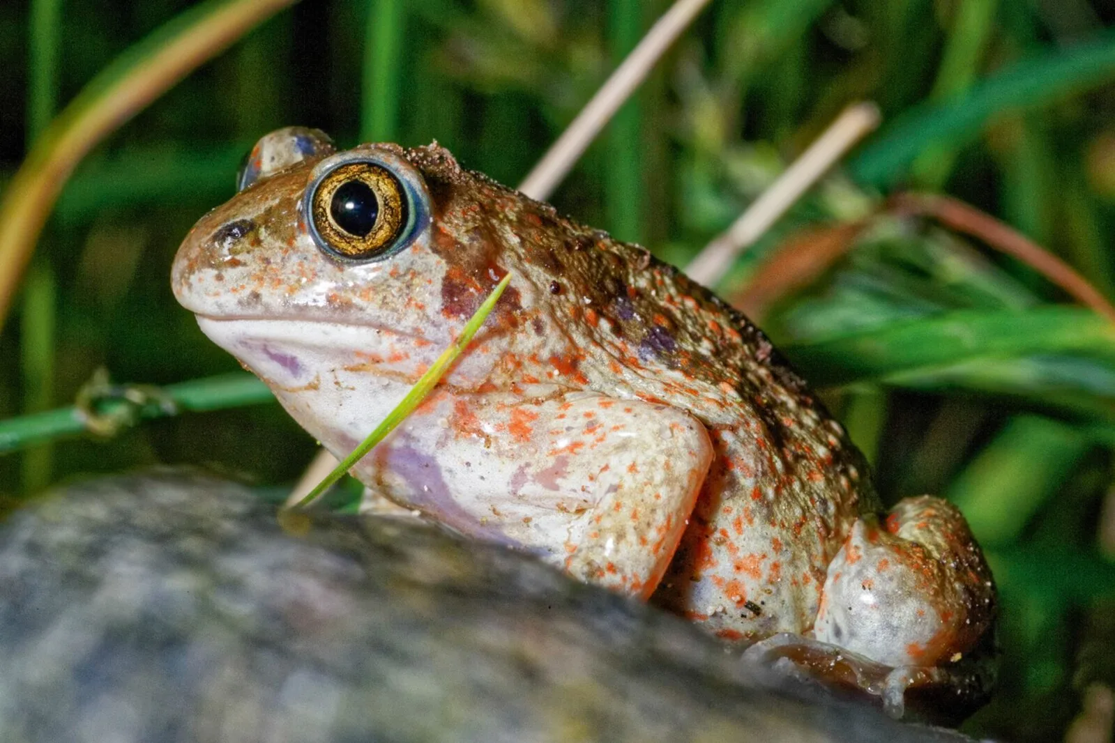 Puhas loodus, Lõuna-Eesti rikkus