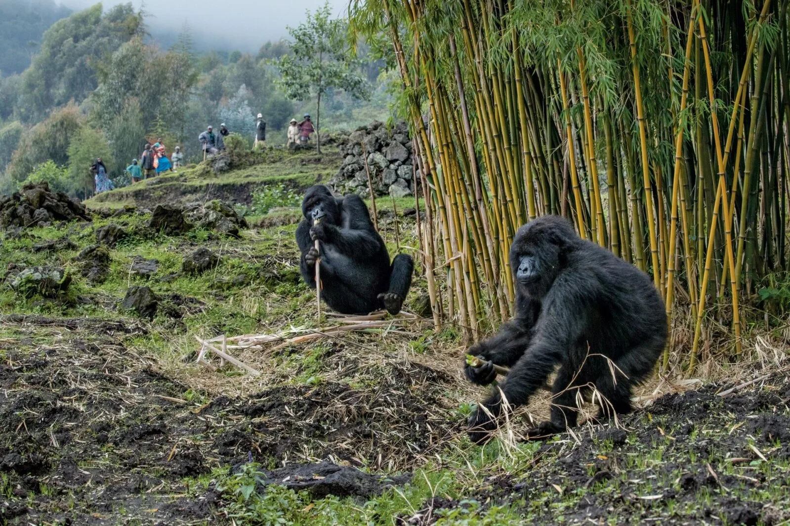 Mis saab gorilladest, kelle päästis Dian Fossey