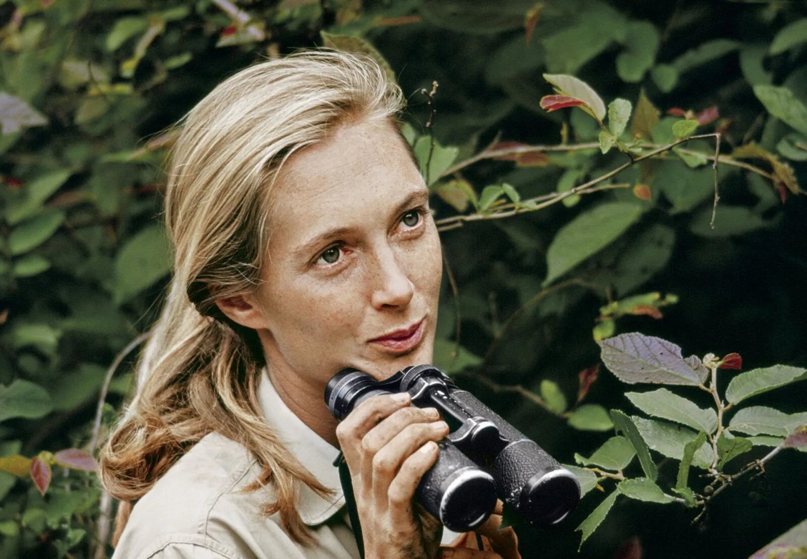 Müütiline Jane Goodall - ühe teadlase lugu