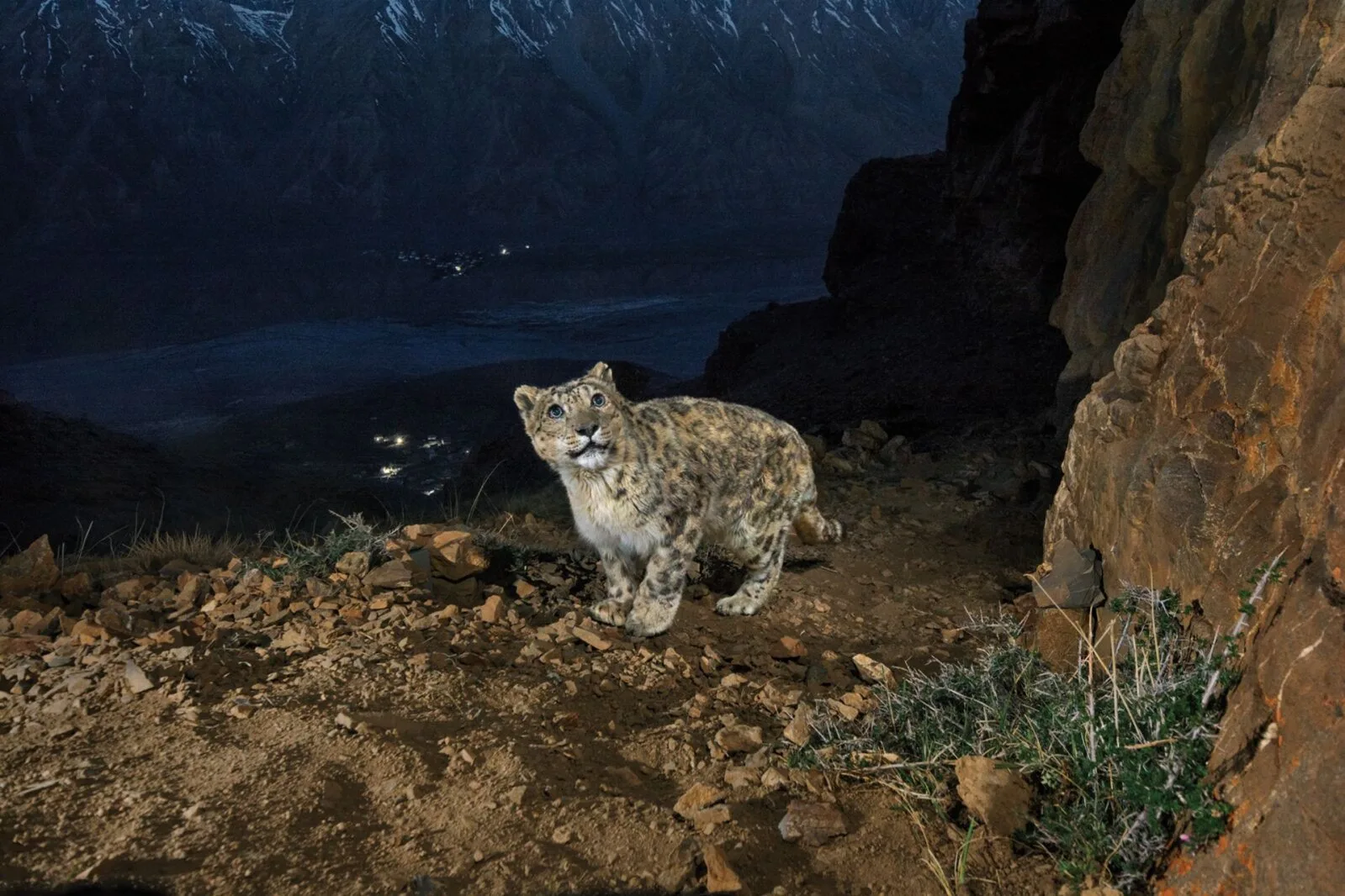 Himaalaja kummituslikud lumeleopardid