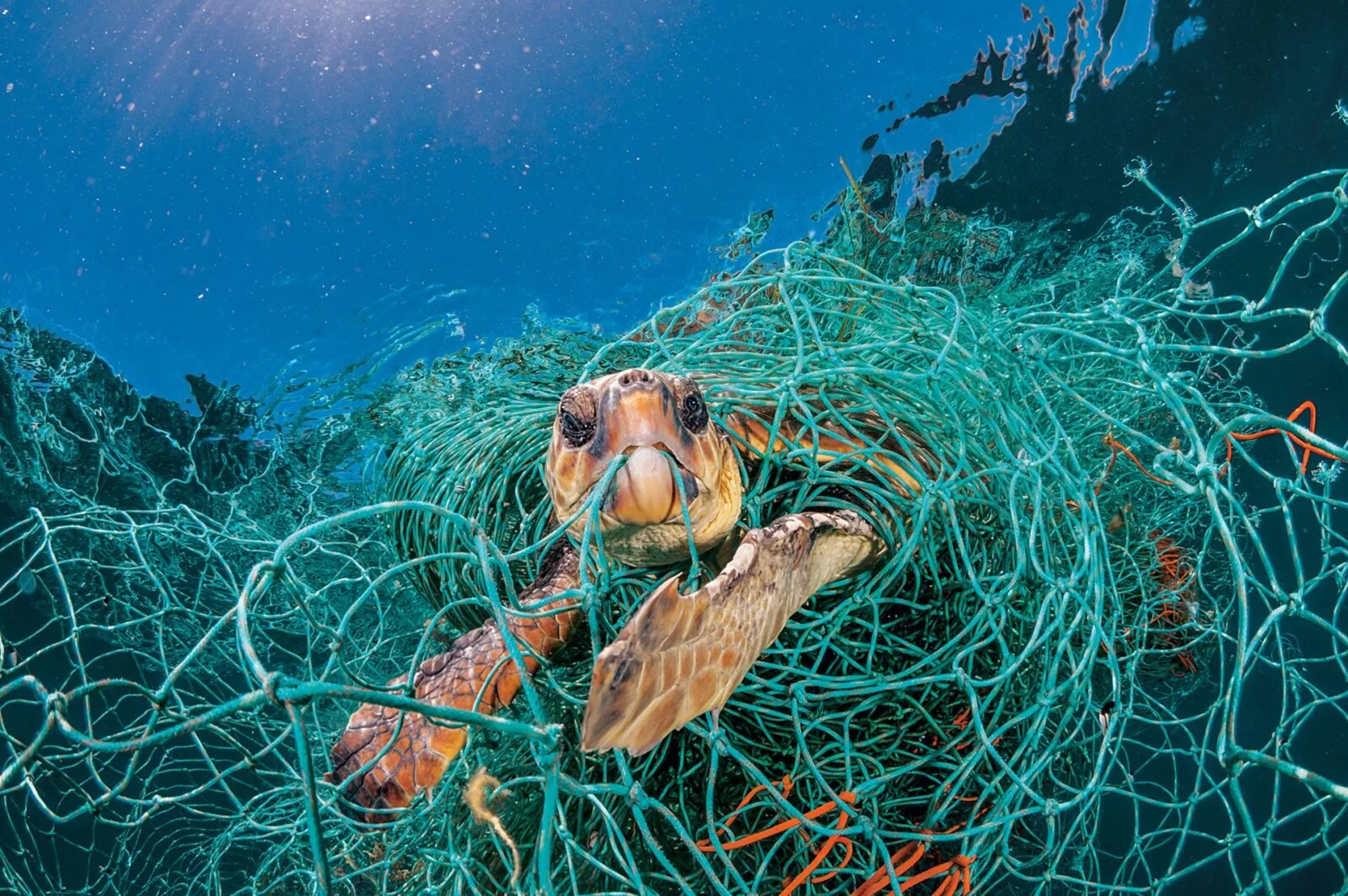 Plastjäätmetel on ränk mõju loomadele, aga meile endale?