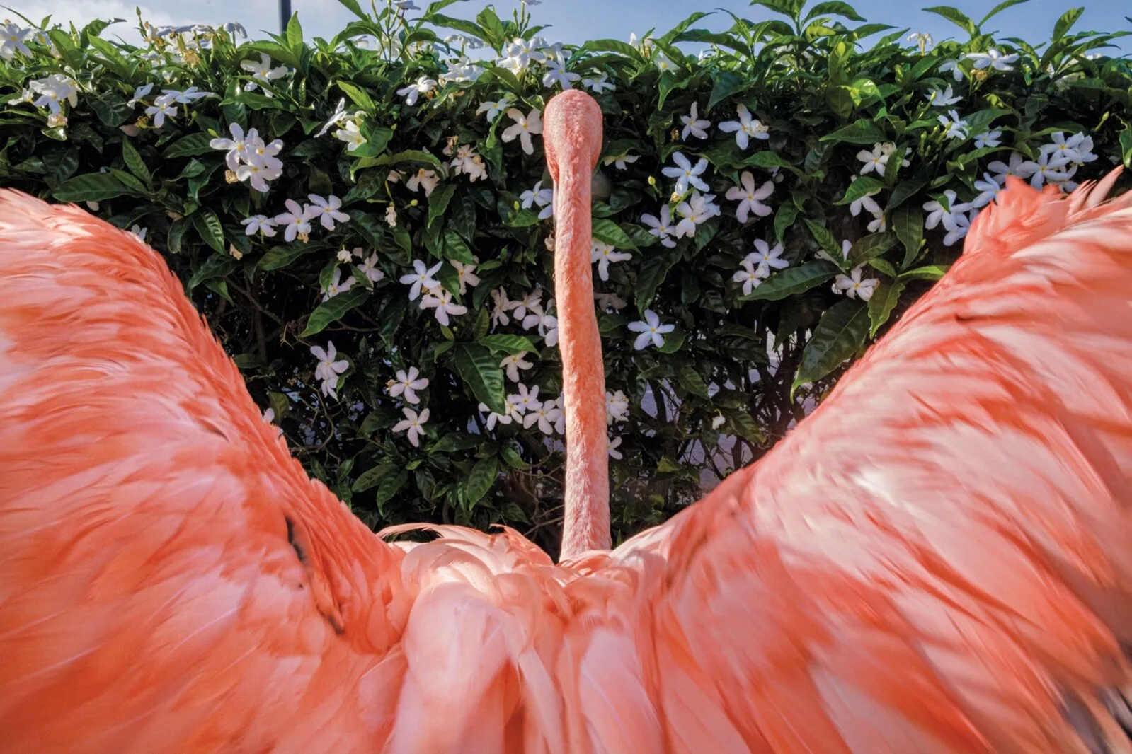 Flamingo Bob - ühe kuulsa roosa linnu lugu