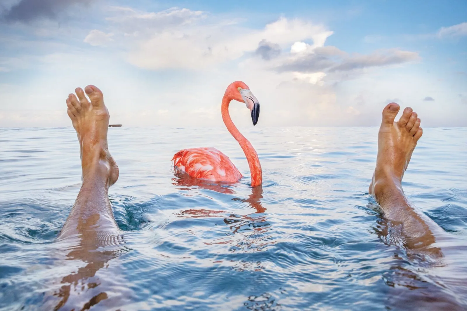 Flamingo Bob - ühe kuulsa roosa linnu lugu