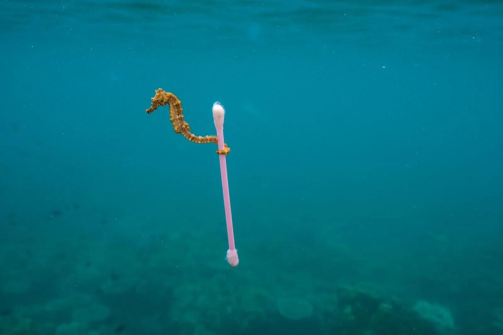 Plastjäätmetel on ränk mõju loomadele, aga meile endale?