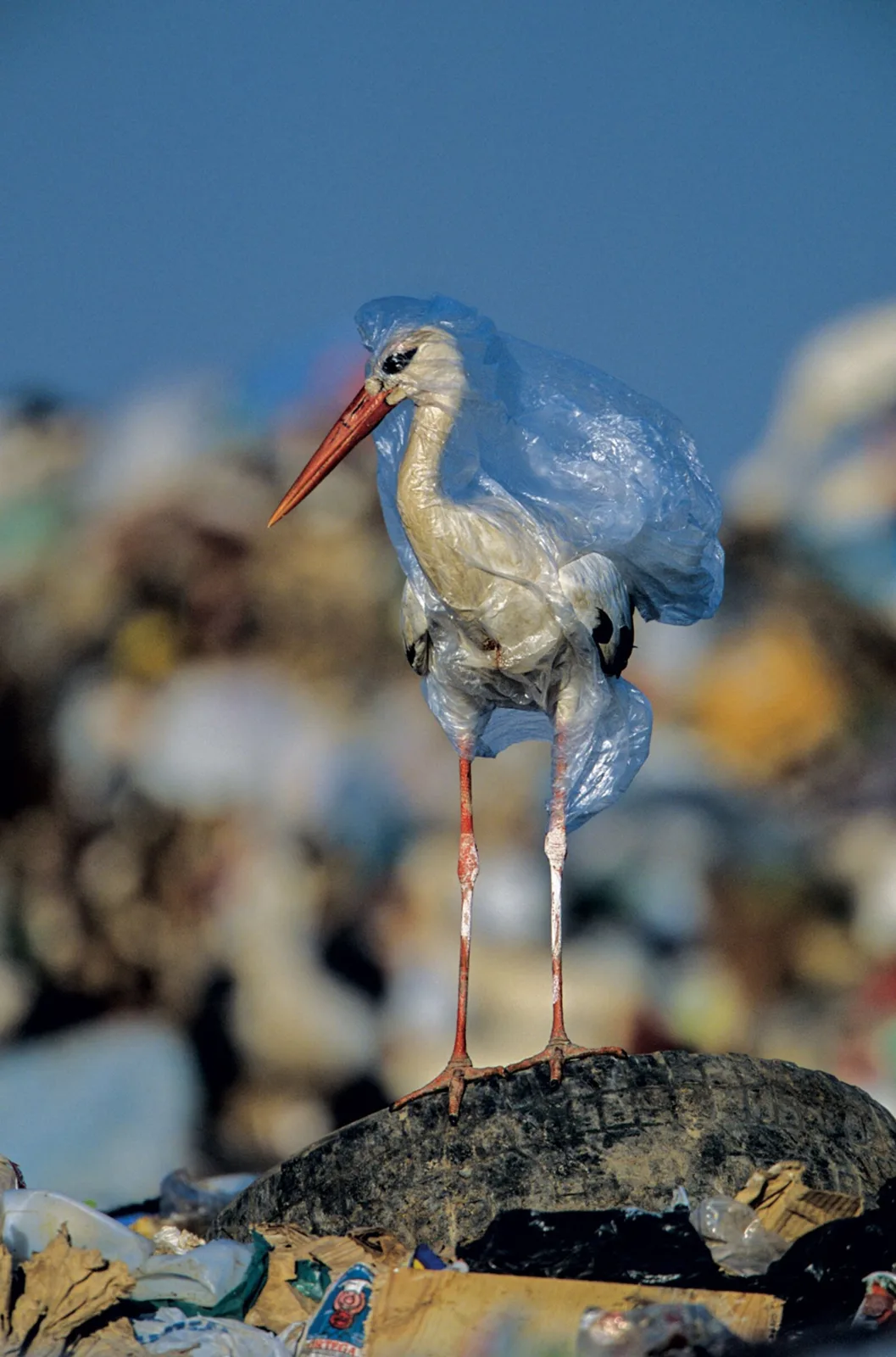 Plastjäätmetel on ränk mõju loomadele, aga meile endale?